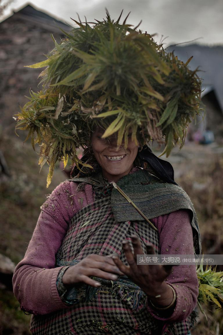 走进喜马拉雅山谷，探访种植大麻为生的村落