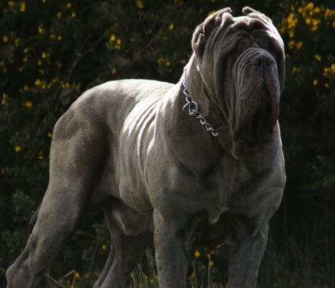 纽波利顿獒犬(大型猛犬-纽波利顿獒犬)