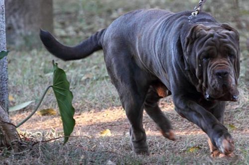 那不勒斯獒(大型猛犬-纽波利顿獒犬)