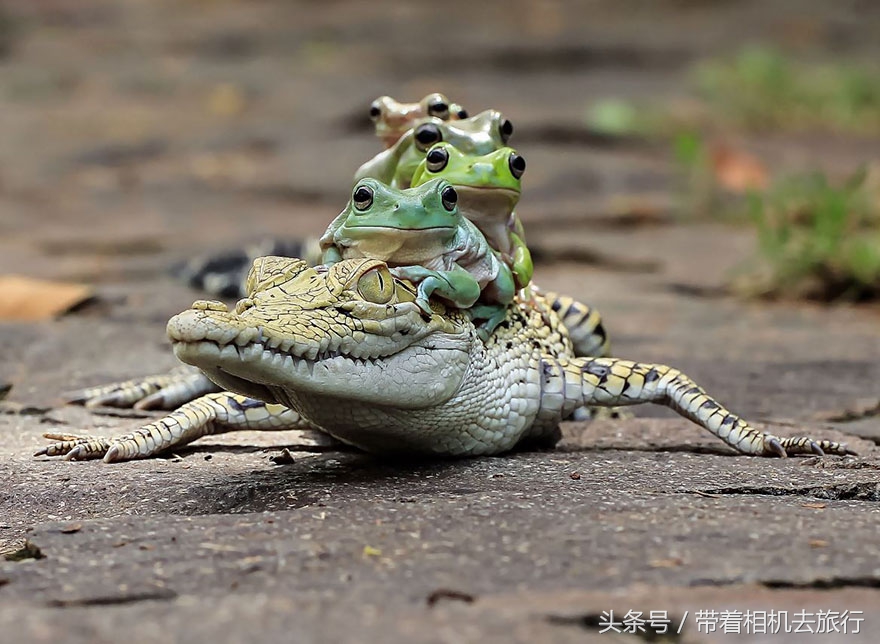 mm被虐图片(印尼摄影师又来虐待“青蛙”了，你能看出破绽吗？)