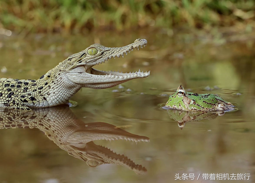 mm被虐图片(印尼摄影师又来虐待“青蛙”了，你能看出破绽吗？)