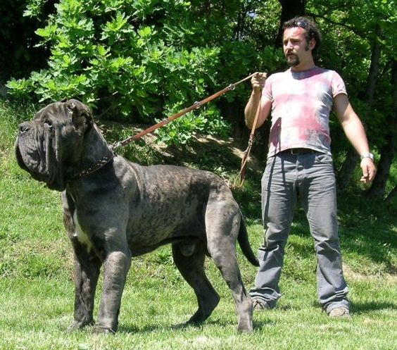 那不勒斯獒(大型猛犬-纽波利顿獒犬)