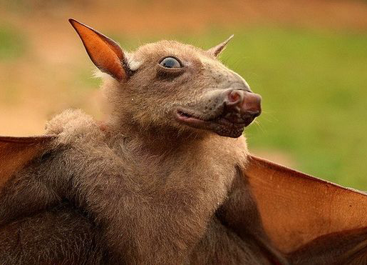 动物世界-锤头果蝠