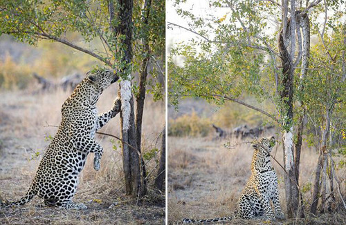 南非摄影师抓拍猎豹与巨蟒“拉锯大战”（组图)