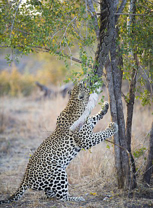 南非摄影师抓拍猎豹与巨蟒“拉锯大战”（组图)