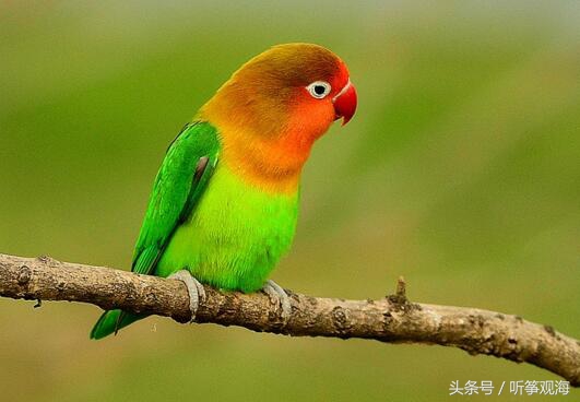 动物趣闻：七，动物的特异功能也是千奇百怪-第1张图片-大千世界