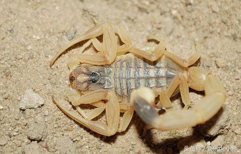 东亚钳蝎毒性大吗(详解全球10大致命毒蝎)