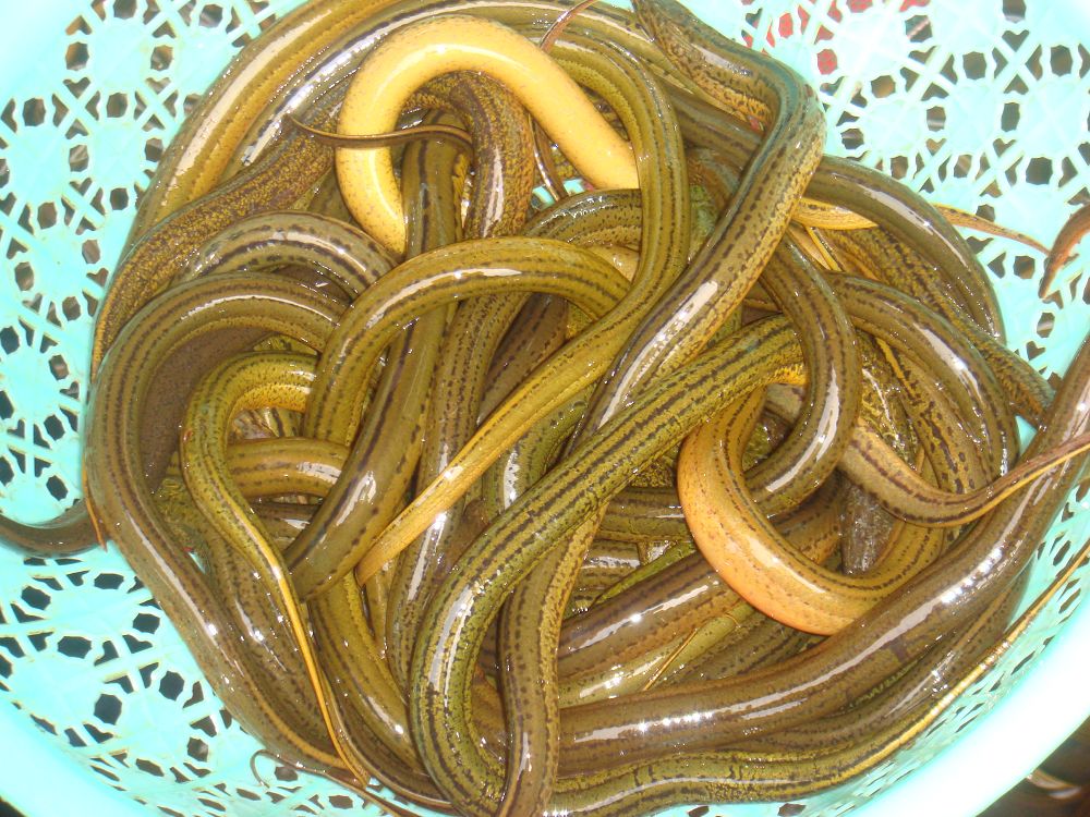 原来大黄鳝为了保护它的孩子在盐水中痛苦的把小黄鳝吞了下去,而且在