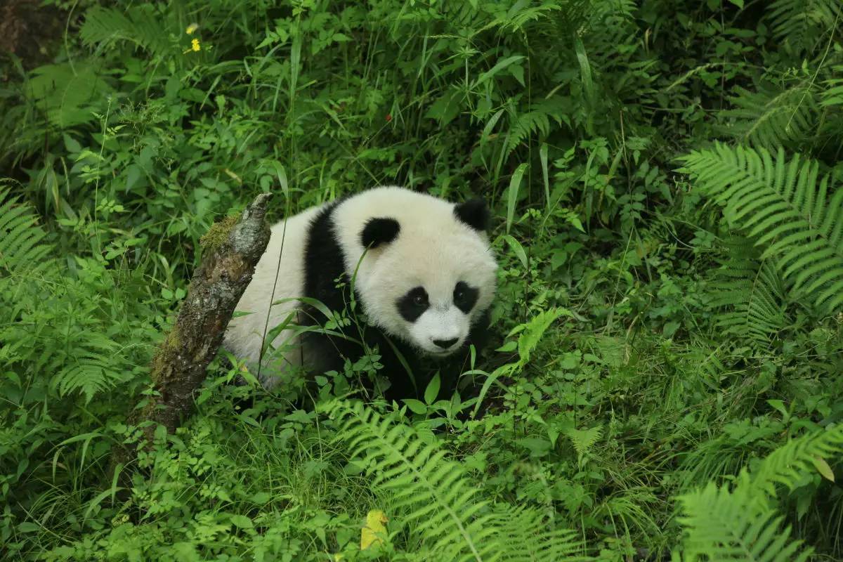 滚滚常识 | 为什么大熊猫吃竹子就能活？