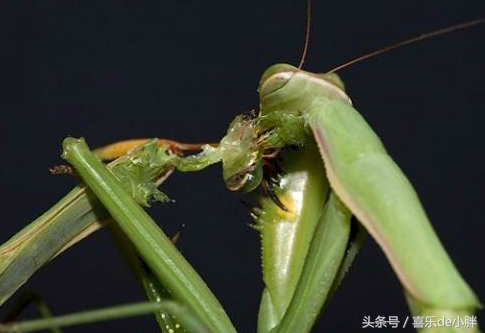螽斯vs绿巨螳螂图片