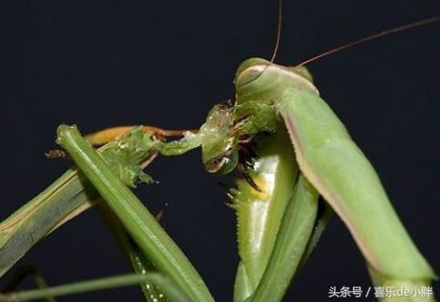 非洲绿巨螳螂（一文已知的现存最大的食虫类螳螂）