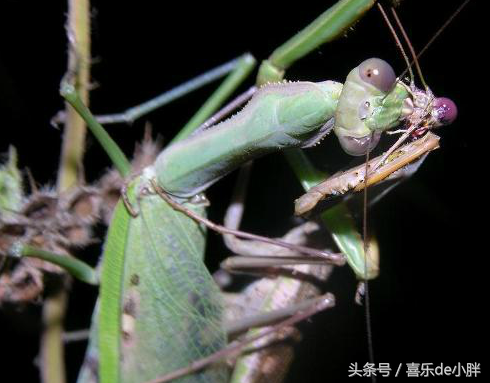 非洲绿巨螳螂（一文已知的现存最大的食虫类螳螂）