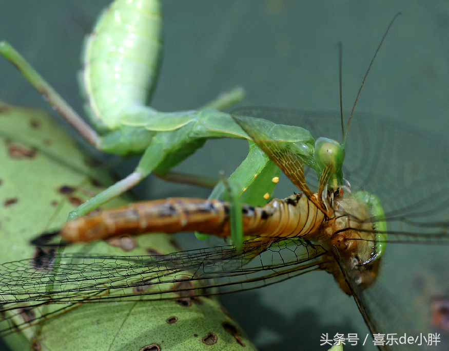螽斯vs绿巨螳螂图片
