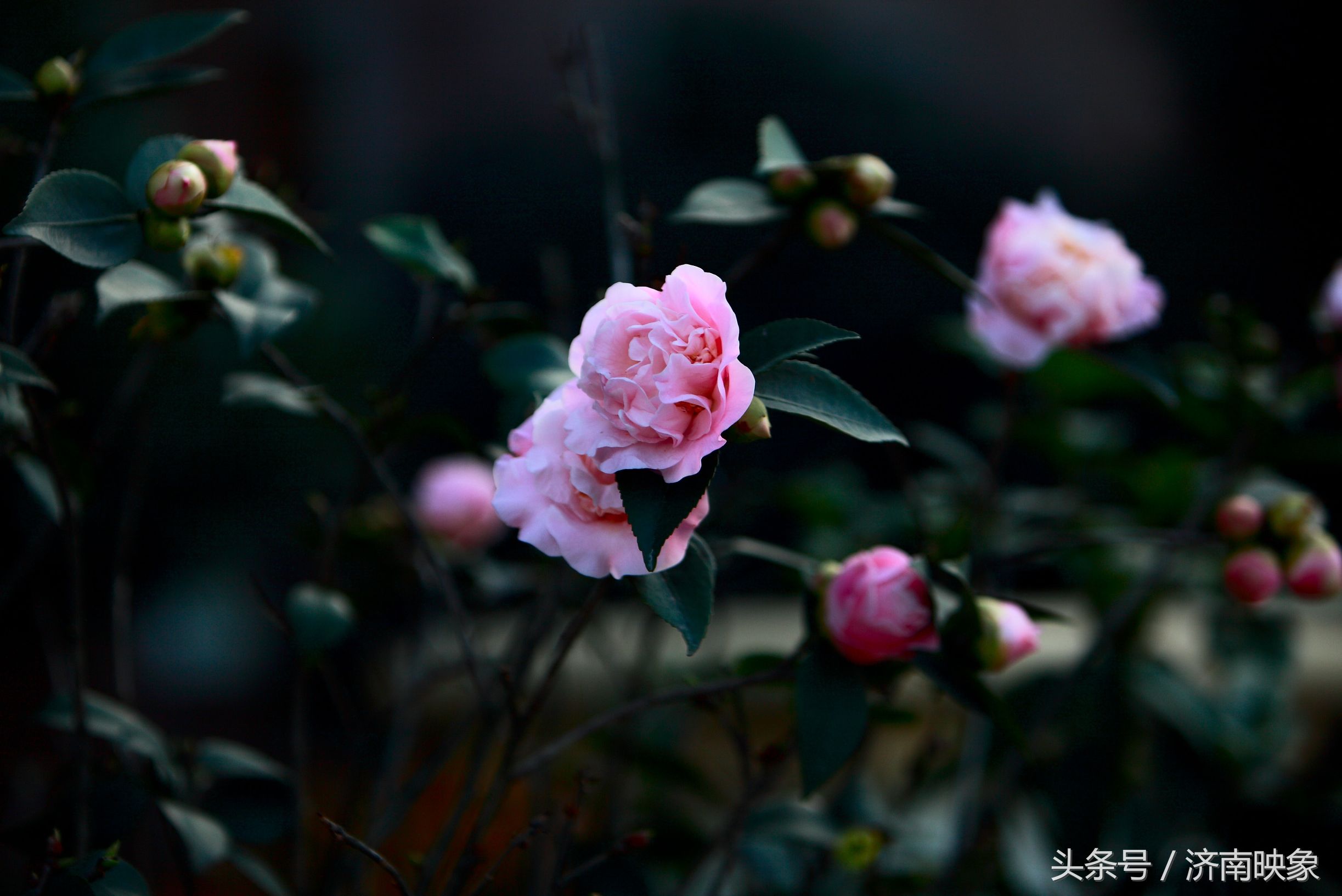 王夫人喜爱茶花,那是因为茶花是当年二人的定情之物,憎恨大理人或是姓