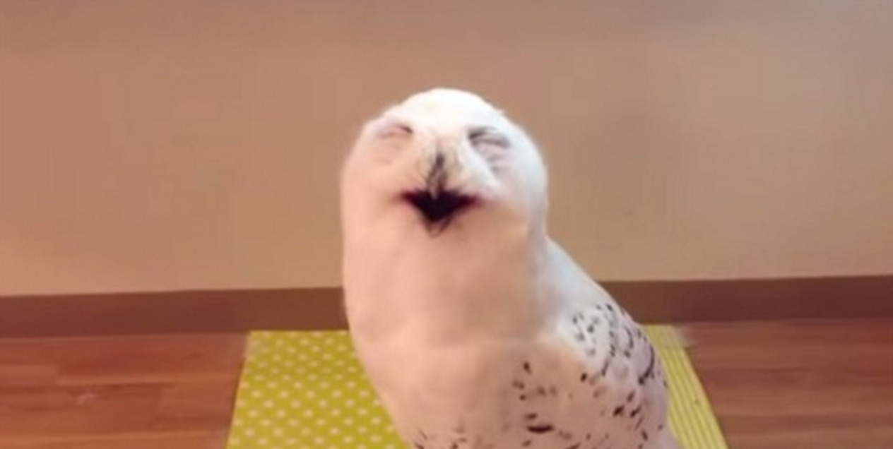 猫头鹰真的会笑吗？世界上最幸福的雪鸮告诉你