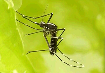 见到6条腿的花蚊子要啪啪啪！早晚出来嗜吸人血，传播寨卡病毒！