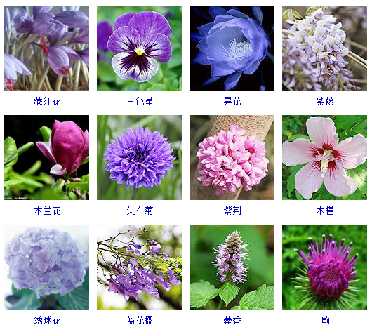 盘点上千种按颜色分类的花卉品种大全 建议收藏 花品种大全图解 Urpimp网