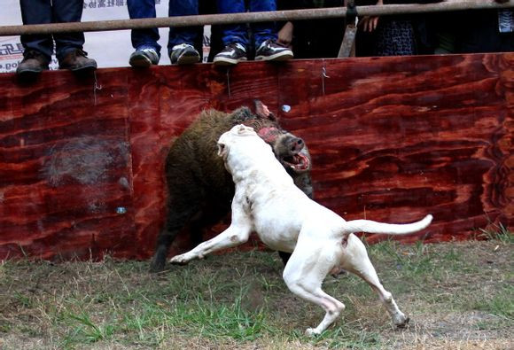 阿根廷杜高狗(别名阿根廷獒，西半球最贵斗犬:杜高名副其实很尚武)