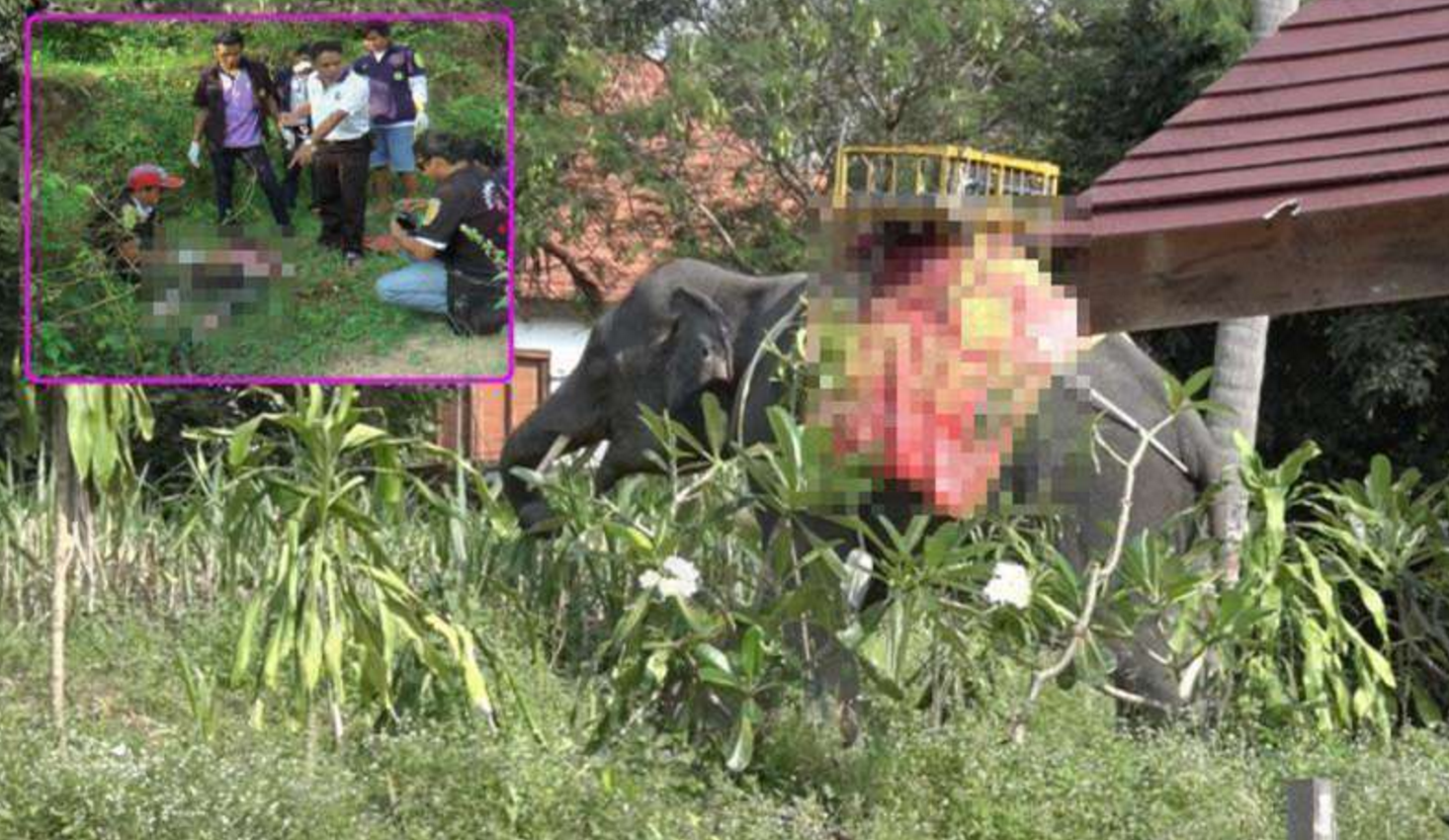 他和继女在泰国骑大象时突然大象发狂，接下来发生的事太可怕了