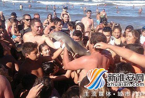 小海豚脱水死 游客争相合影致死亡