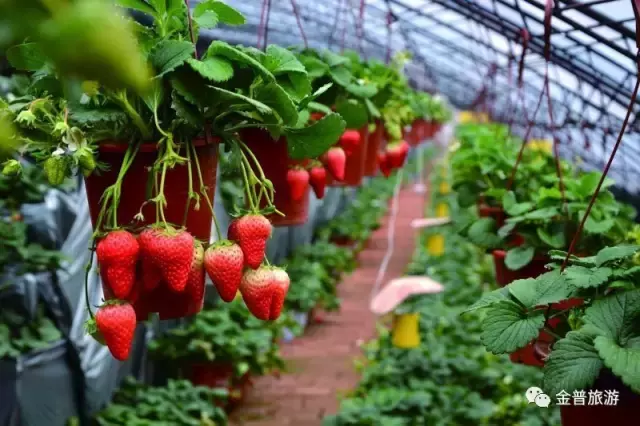 20多个草莓品种在这里展示， 小伙伴们快来围观！