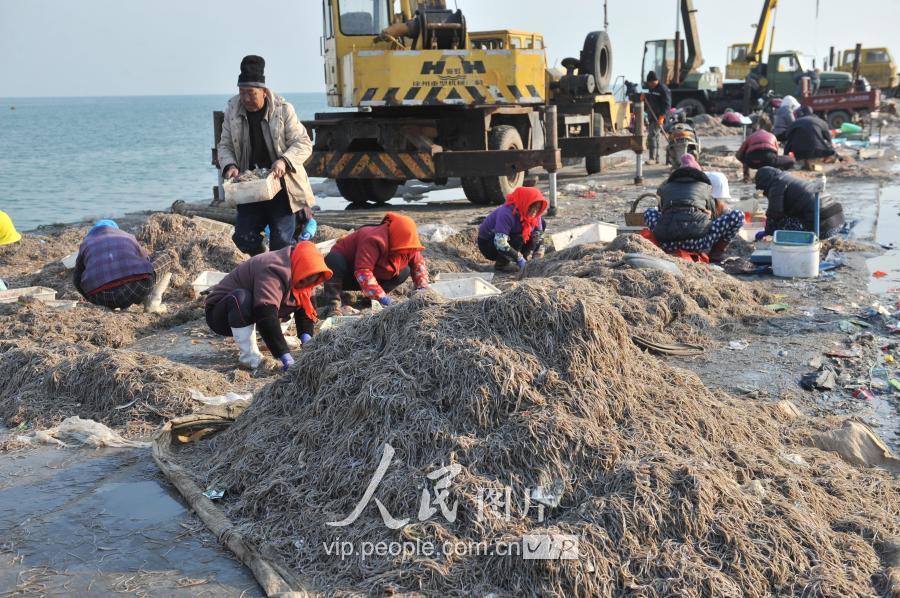 海龍魚圖片,海龍魚圖片大全
