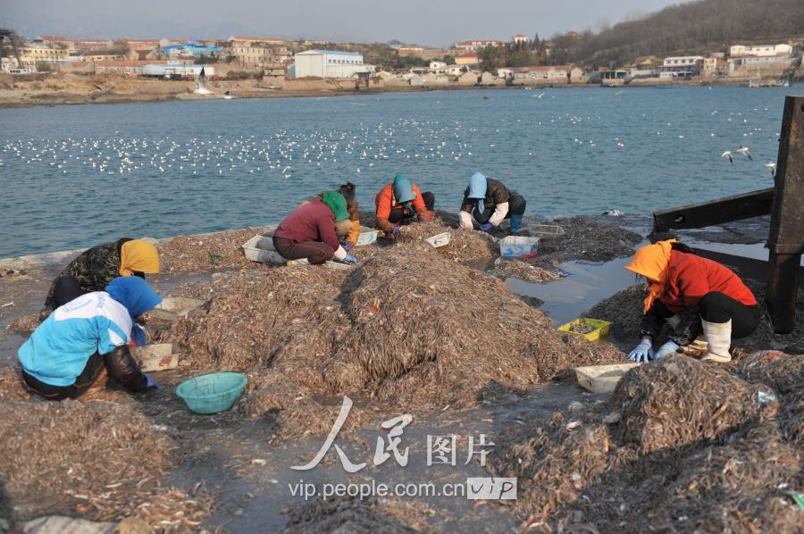 海龙鱼图片,海龙鱼图片大全