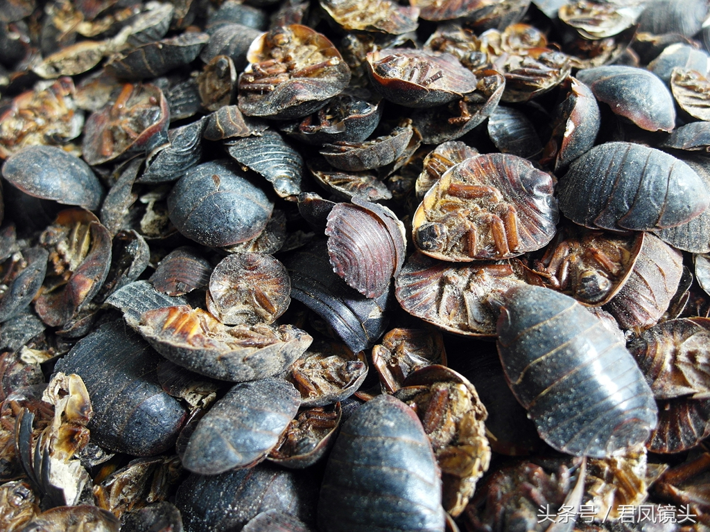 土鳖虫别名叫什么(传统的名贵中药土鳖虫特征讲解)