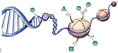 Nat Genet:表观遗传变化让远端转移的胰腺癌细胞更具生存优势