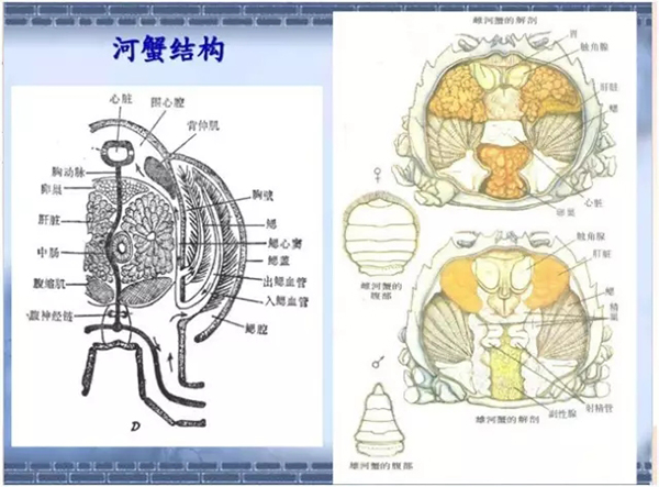 网传“河蟹注胶水”，浙江台州官方在菜场做对比实验直播辟谣