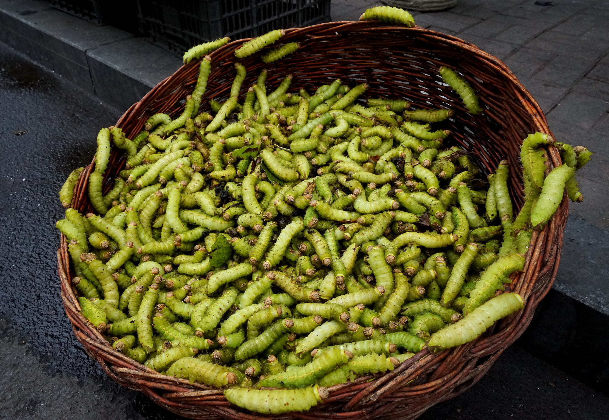 茧蛹你敢吃吗?营养价值高,一蛹顶俩蛋,我国已食用了1400年