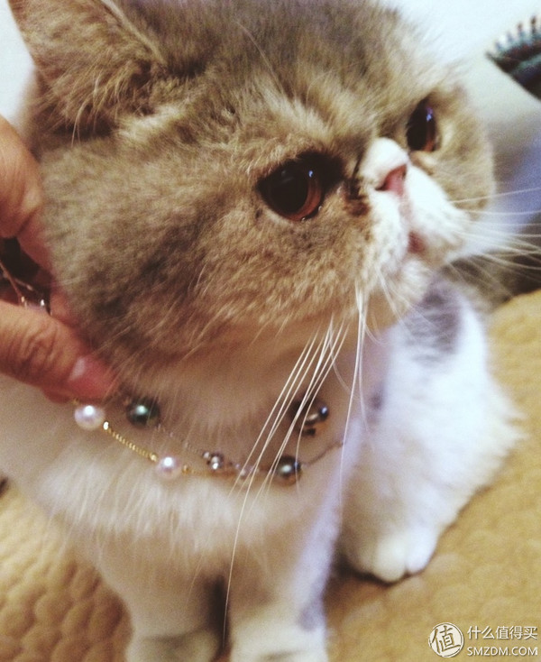 什么|情人节送女朋友什么 教你花最少的钱送最好的日本珍珠