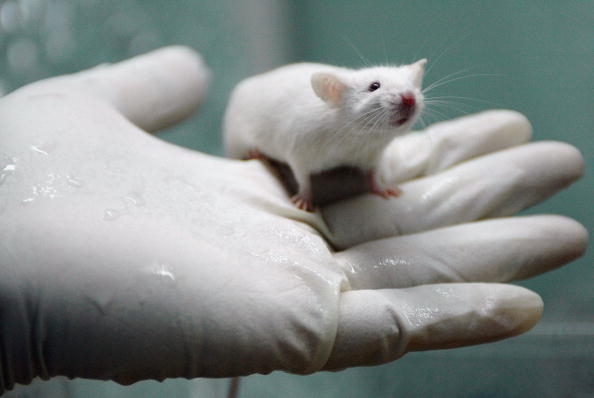 全新基因疗法使失聪的小鼠恢复听力