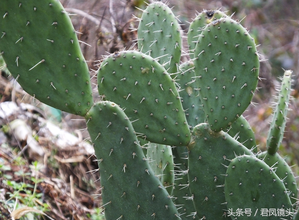 仙人掌:带刺的"手掌"摸不得 入药散瘀消肿健胃止痛解毒清热