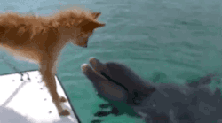 狗狗掉落海中，海豚出现将其救起，让人看了很感动