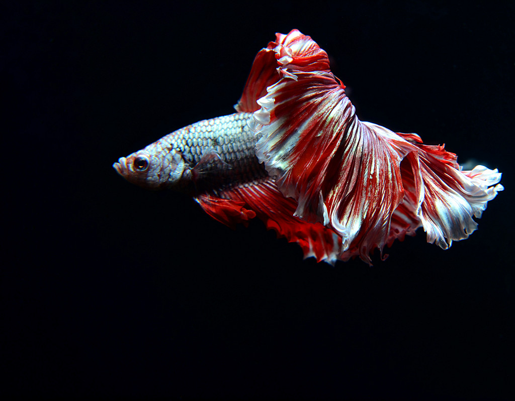 哪种生物生命力最强十大生命力最强的动物