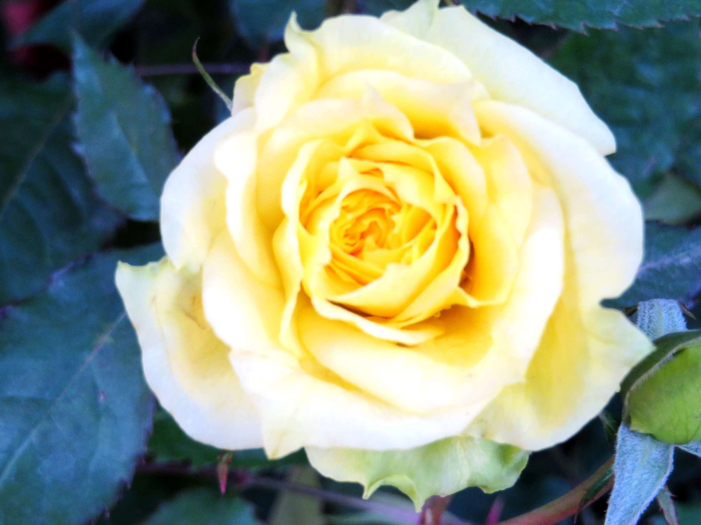 黄玫瑰代表热情真爱,还代表为爱道歉重祝福,不贞,嫉妒,失恋,道歉