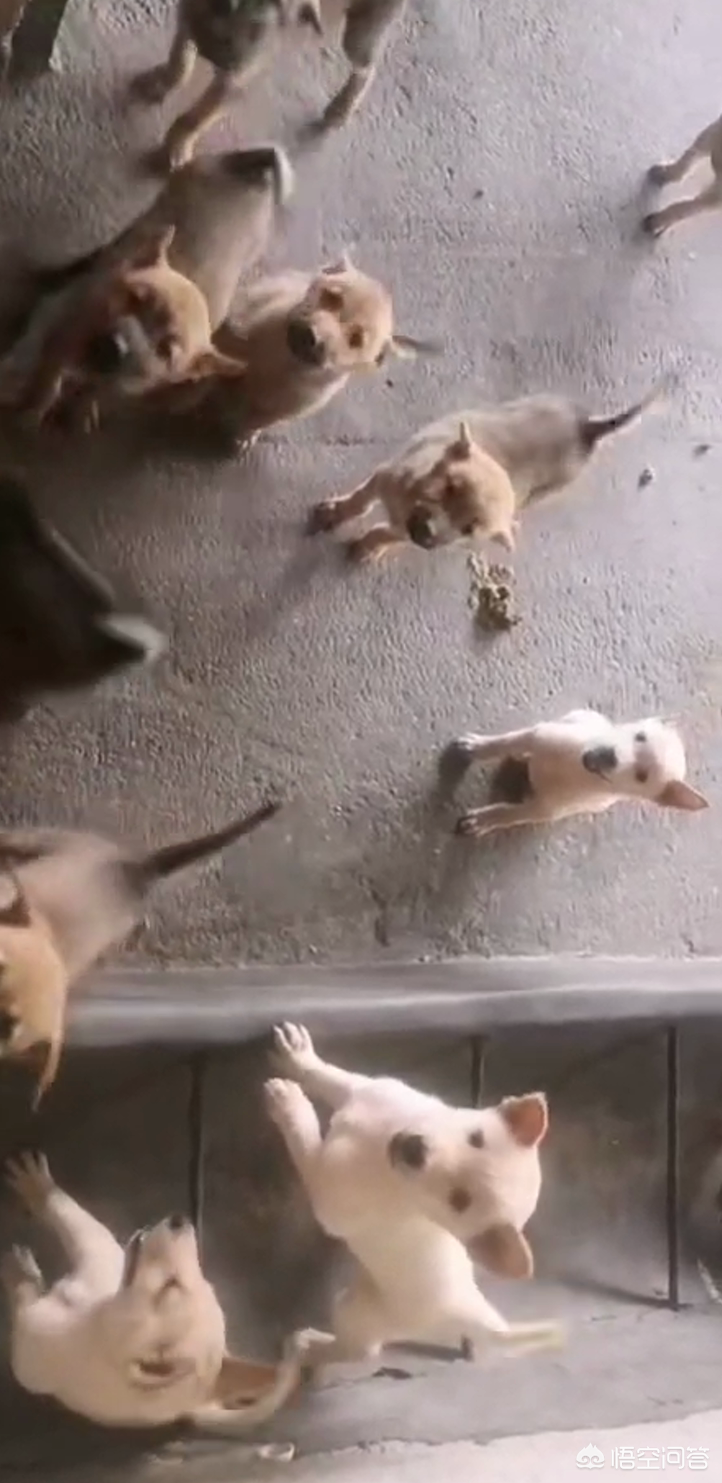 Piggery tardy empty column cannot find an outlet, the following means takes you to become rich