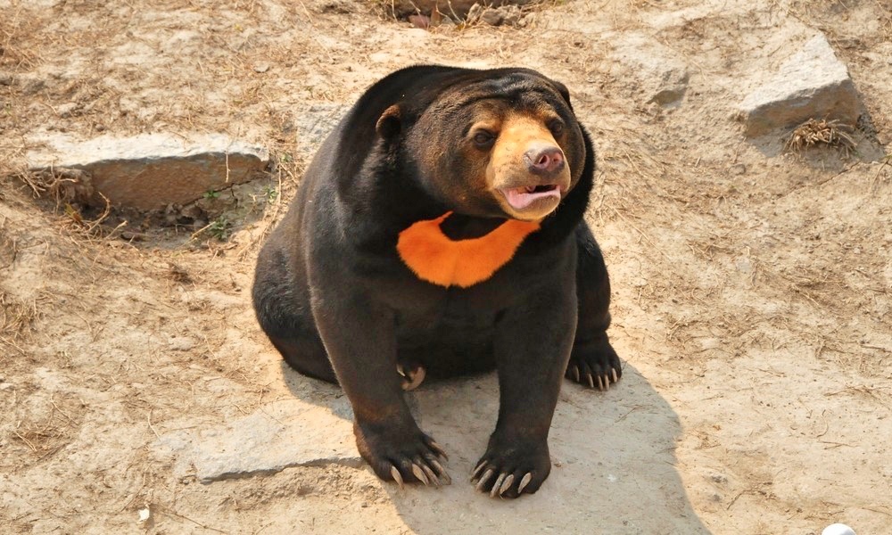 笨熊大比拼:熊大熊二第7,大熊猫第4,北极熊第2,冠军好色