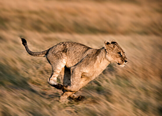 地球上10大奔跑最快的动物，狮子第六，鸵鸟第四，第一实至名归