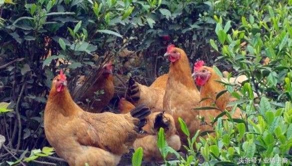 生态养鸡是大趋势，这4种方式值得养鸡户尝试