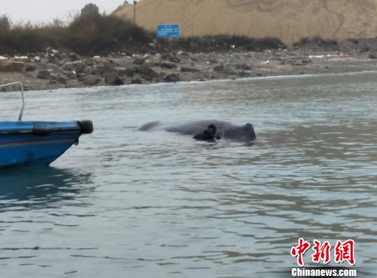 搁浅惠州海域抹香鲸 情况不容乐观可能实施安乐死