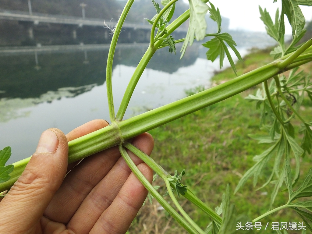 益母草长啥样（深扒历代医家治疗妇科病的要药益母草）