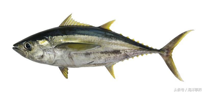 常見(jiàn)的海鮮你都知道名字嗎？（大型魚(yú)篇）