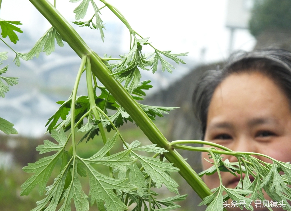 益母草长啥样（深扒历代医家治疗妇科病的要药益母草）