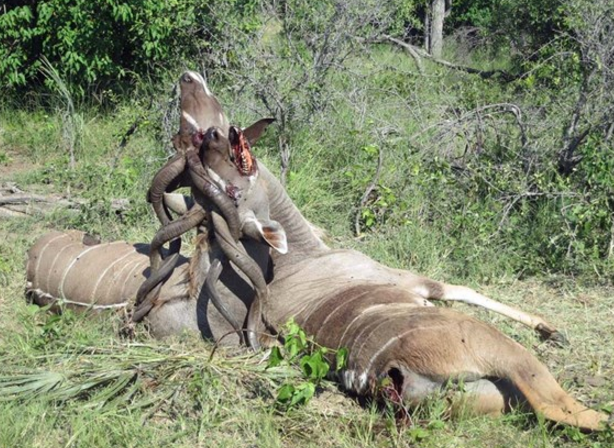 两只羚羊撕杀，角缠绕到一起死去，其中一只眼瞎了屁股也被活掏！