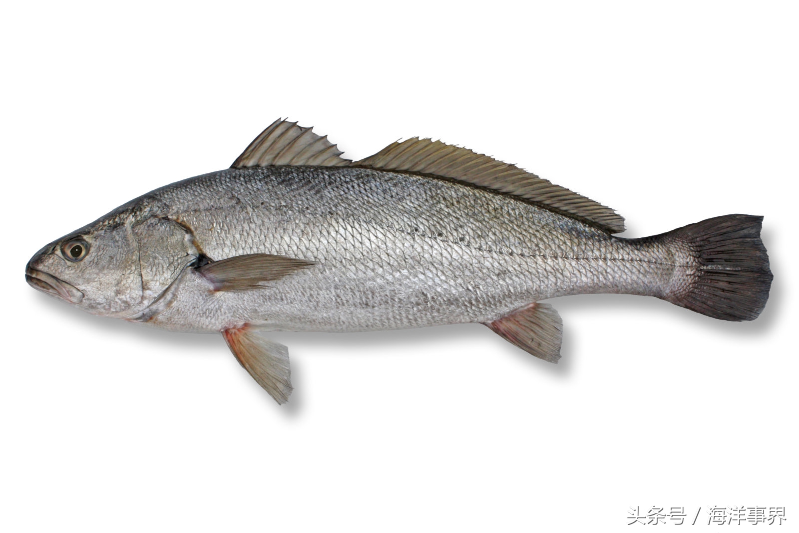常見(jiàn)的海鮮你都知道名字嗎？（大型魚(yú)篇）