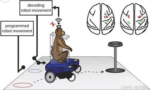 残疾人的希望，科学家成功让猴子用意念操控轮椅