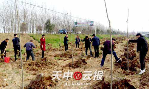 平舆县射桥镇积极开展植树造林活动