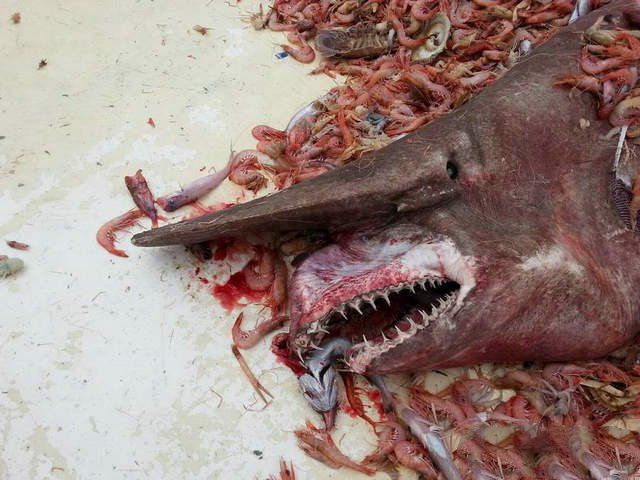 加布林鲨鱼(地球上10大最可怕的鲨鱼，第七头部酷似锤子，第一肮脏丑恶)